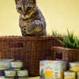 almo cat