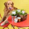 almo nature dog all breeds