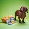 Almo nature Nassfutter für Hunde