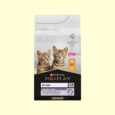 PP_kitten_dry