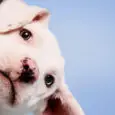 pet care