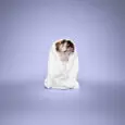 PM_Pet_Sugar_Lavender
