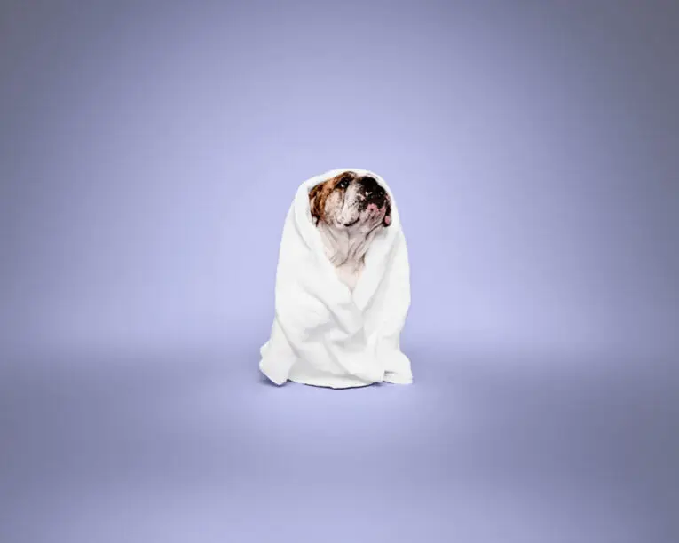 PM_Pet_Sugar_Lavender