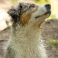 bepure_dog_img