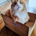 orange cats